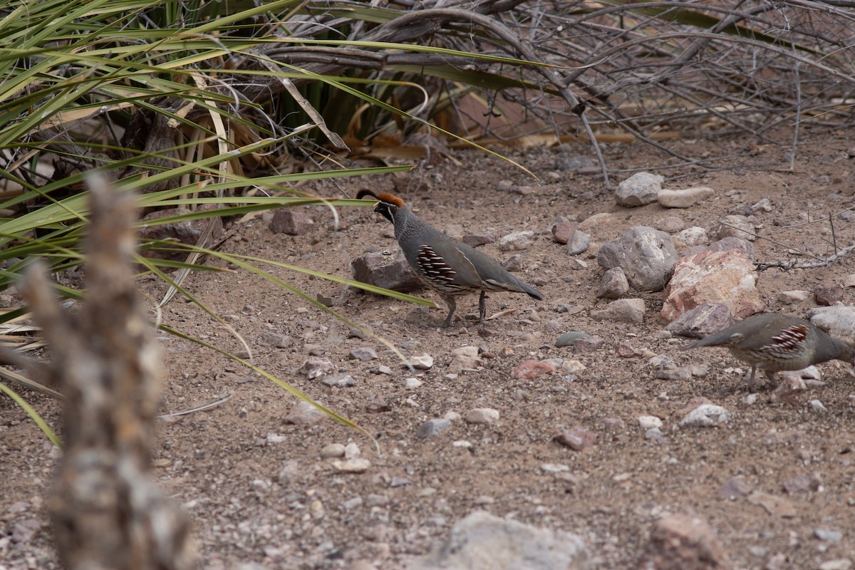 Gambel's Quail - ML618473881