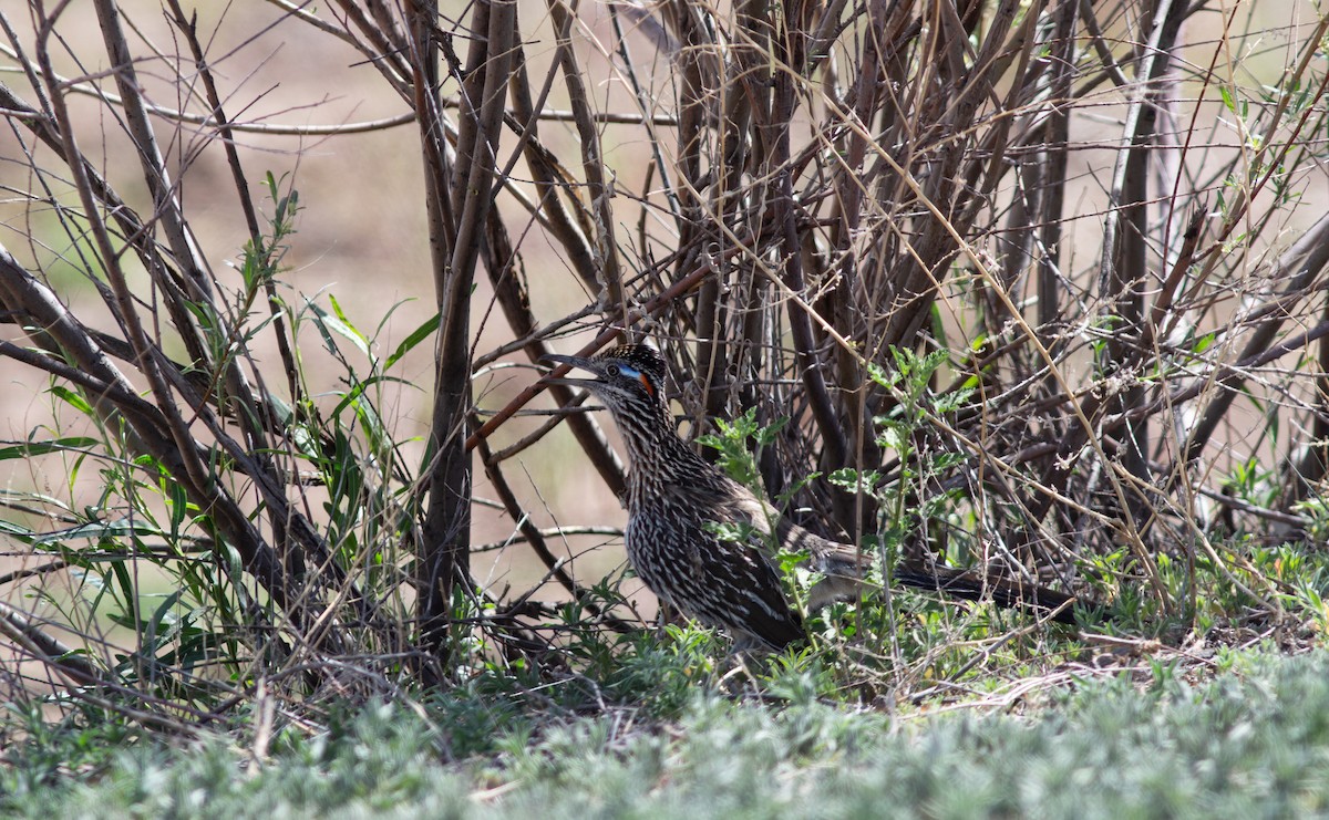 Greater Roadrunner - ML618473894