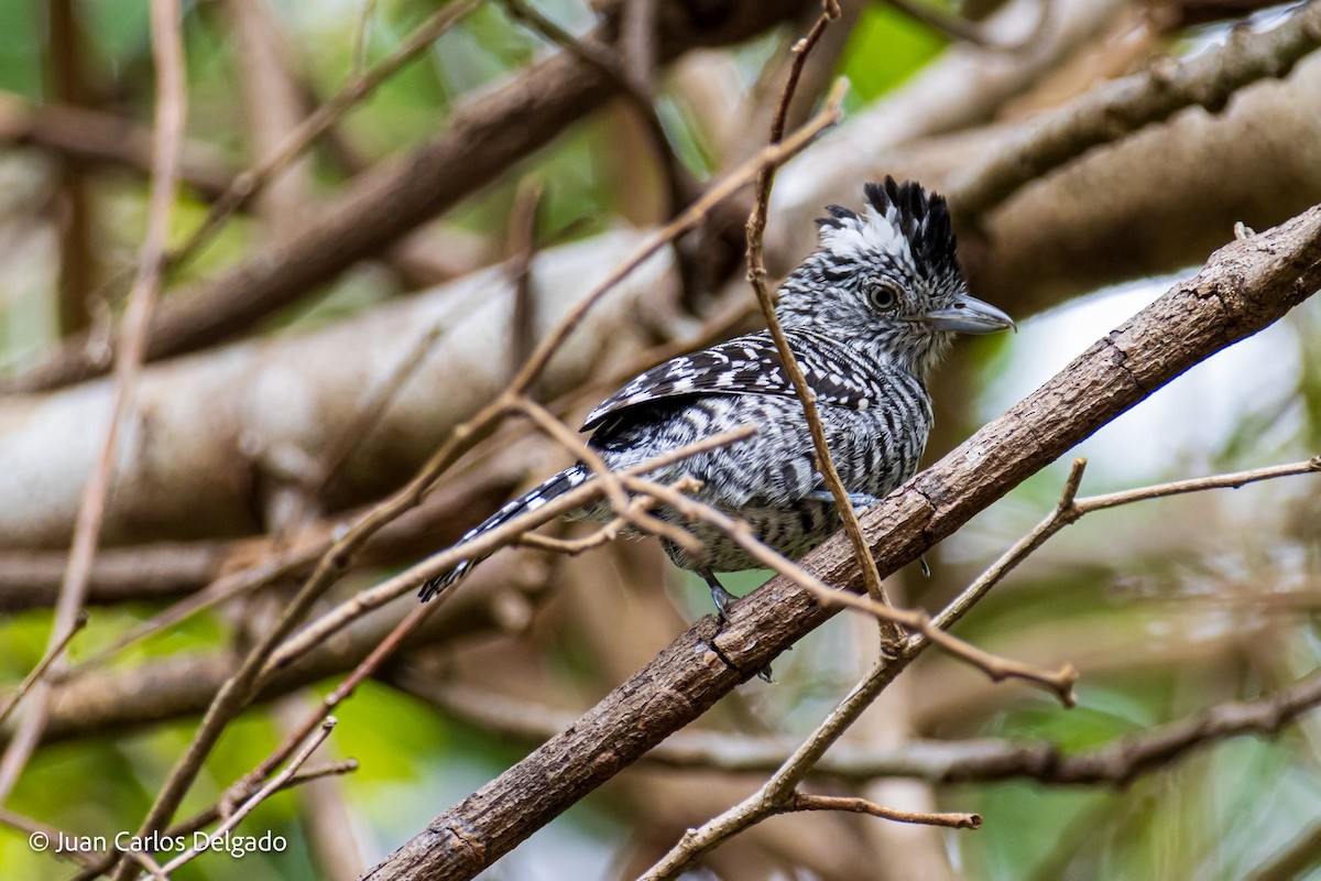 Barred Antshrike - ML618473911