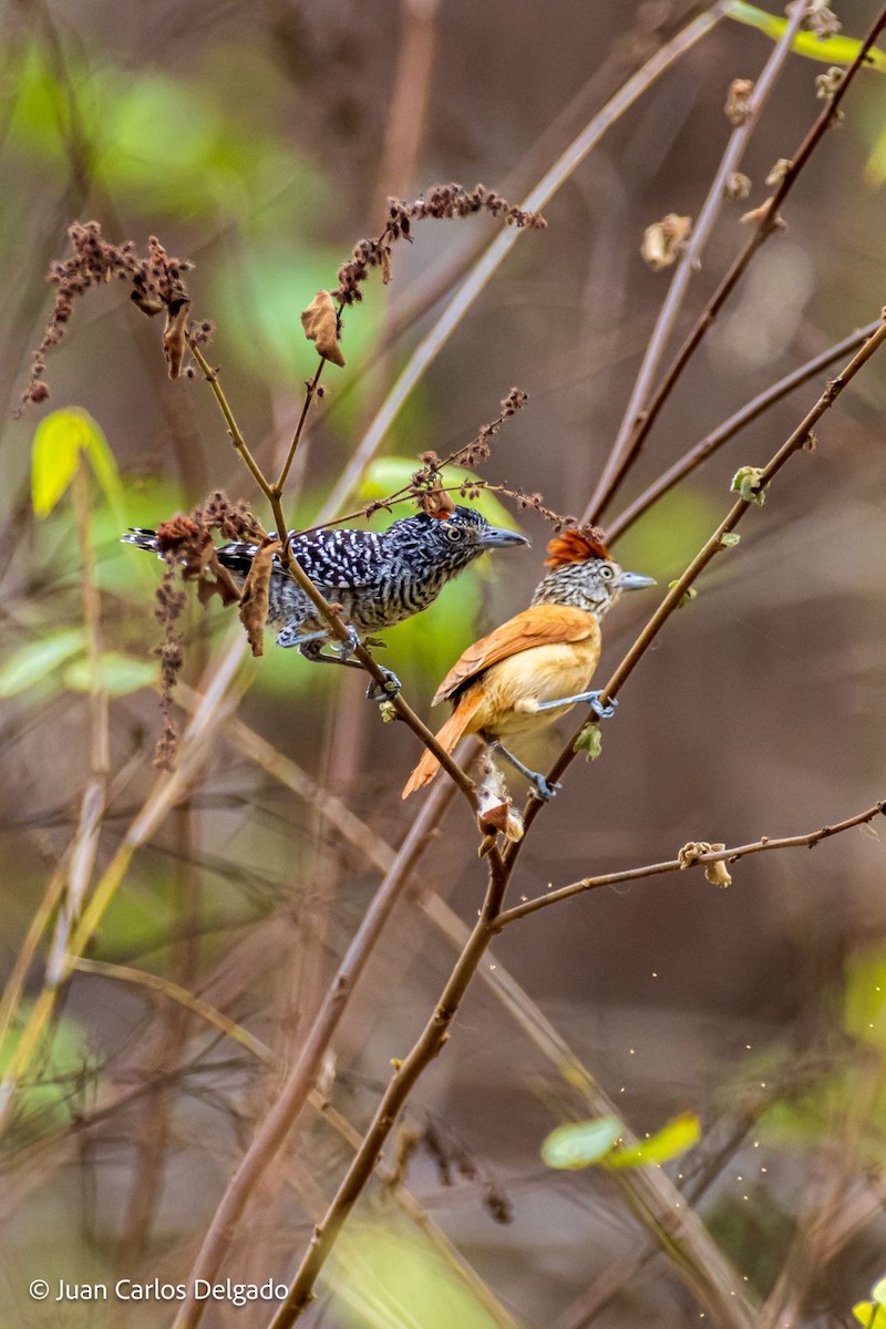 Barred Antshrike - ML618473912