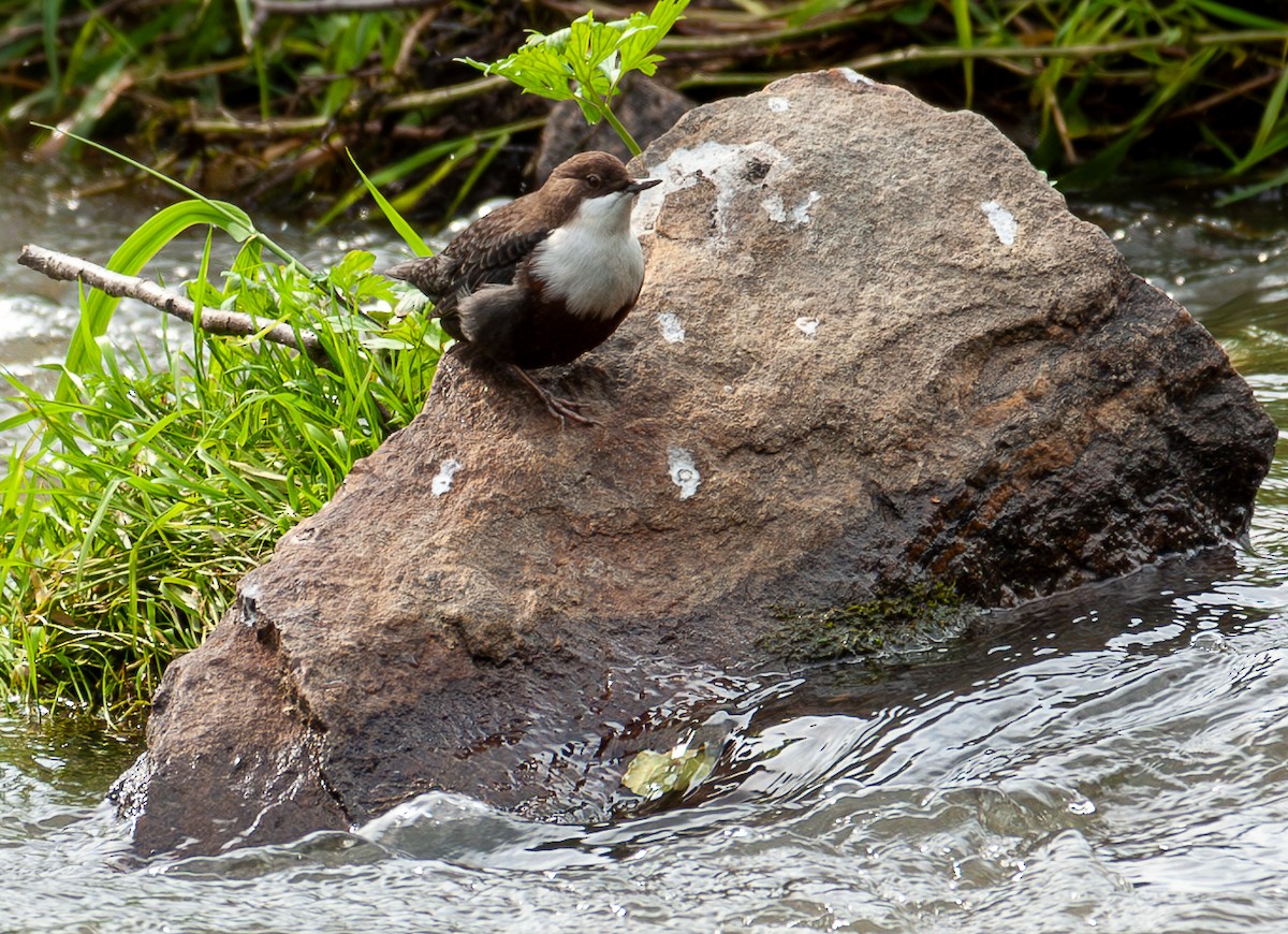 White-throated Dipper - Iva Janáčková