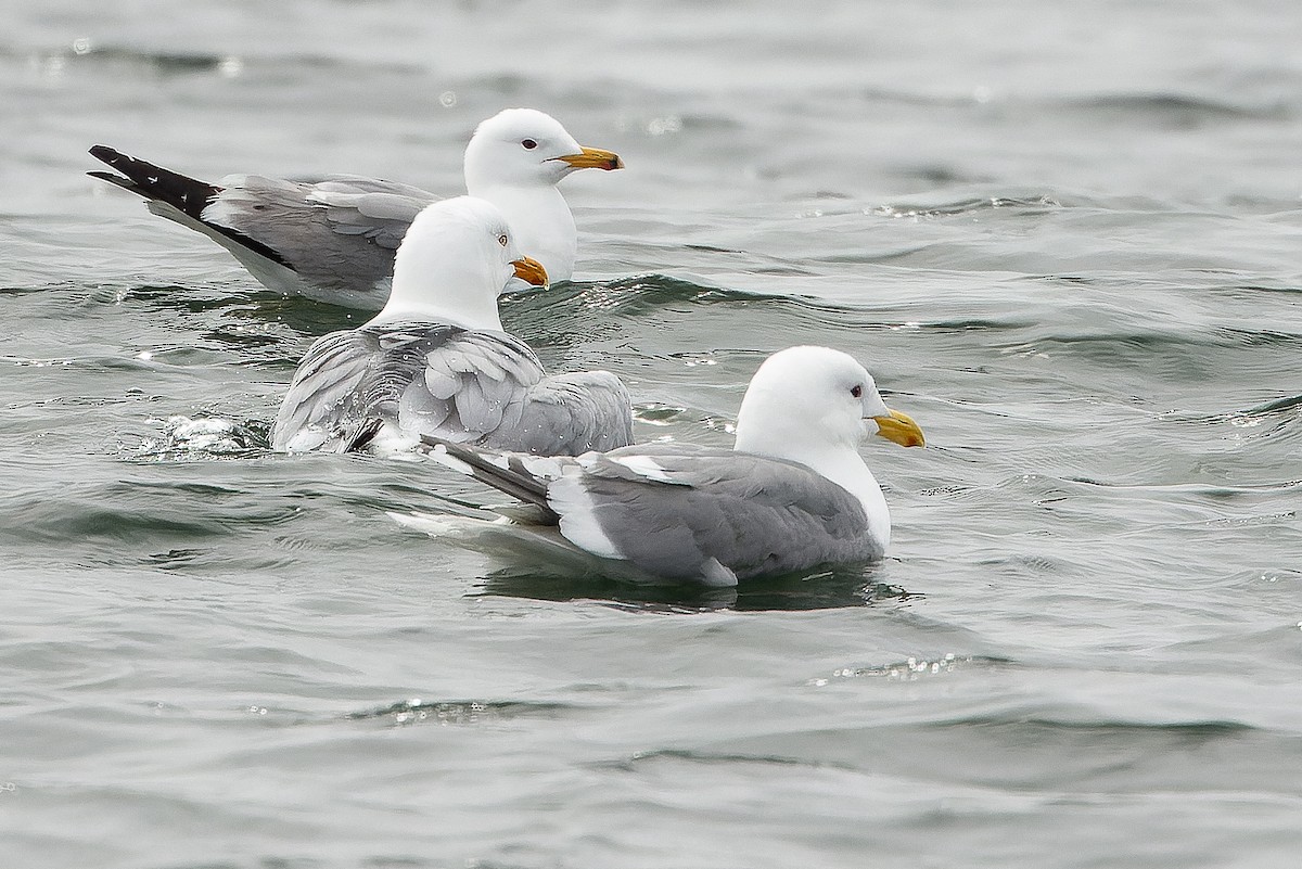 Herring Gull (American) - ML618473982