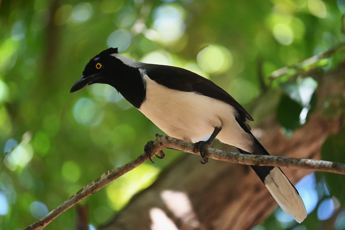 White-naped Jay - ML618474040