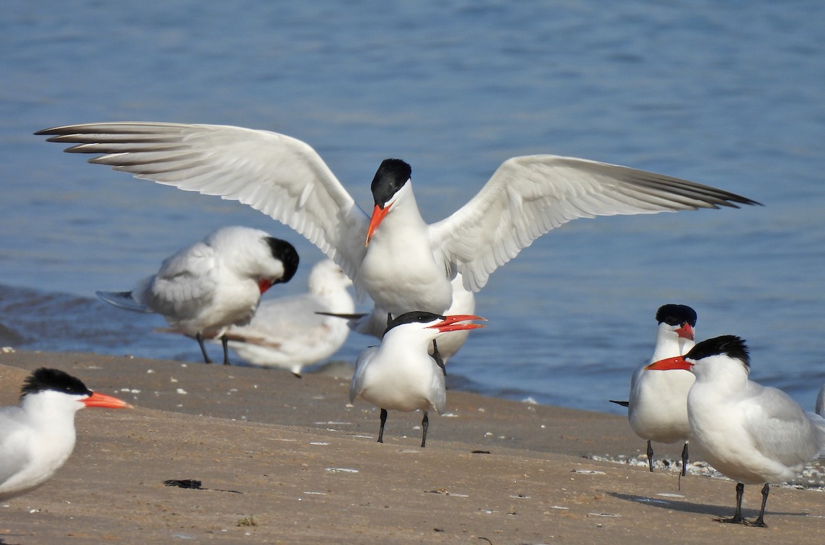 Caspian Tern - Tracy W  🐦