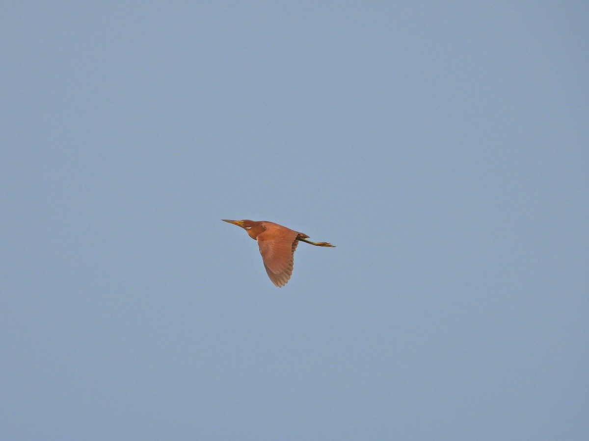 Cinnamon Bittern - ML618474055