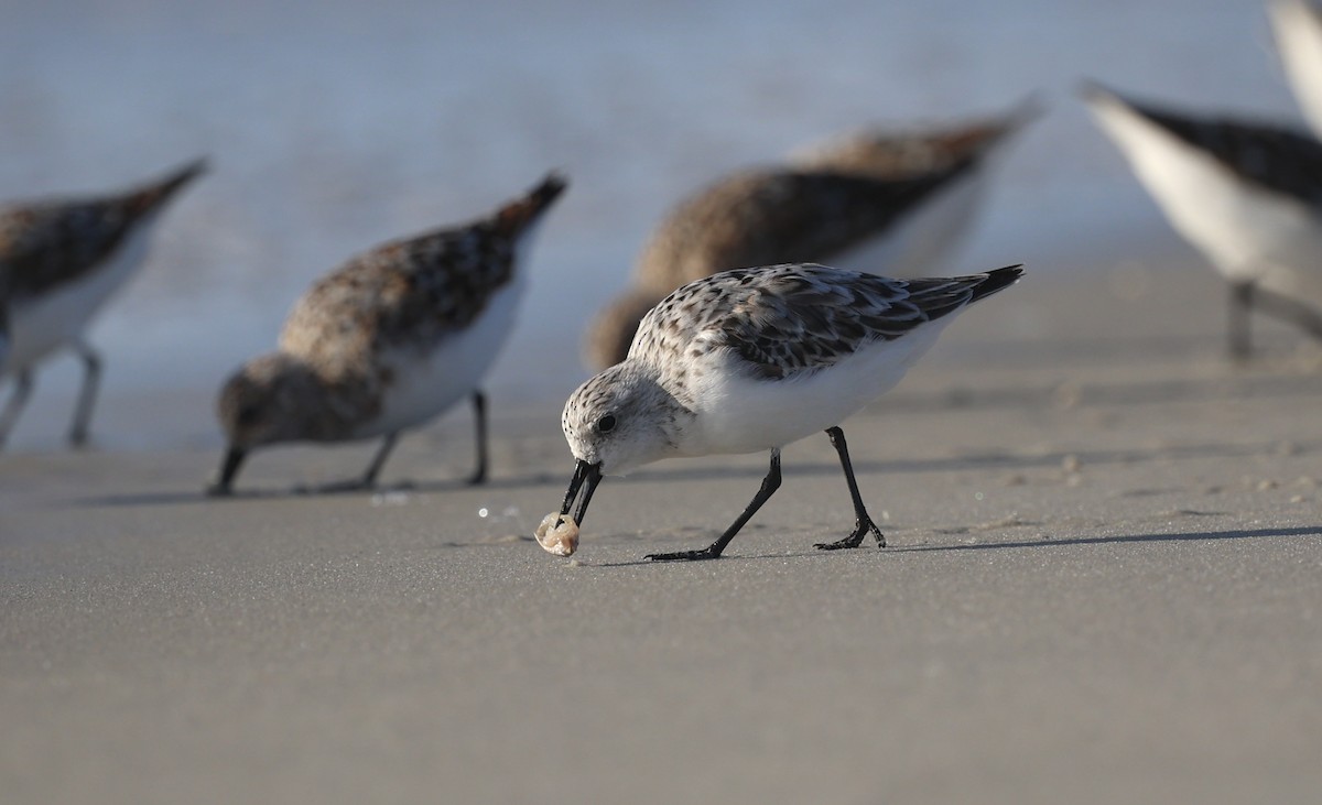 Sanderling - ML618474065