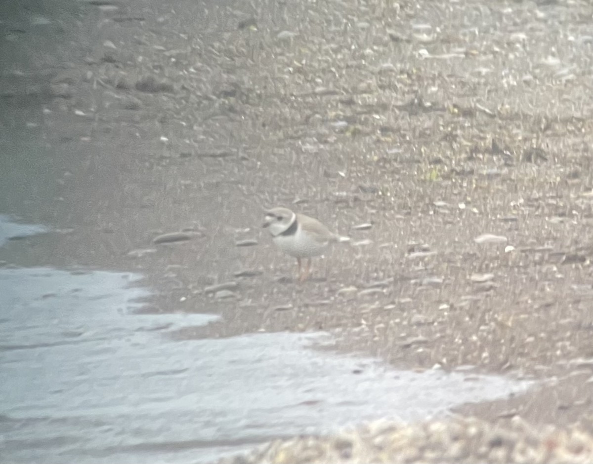 Piping Plover - ML618474070