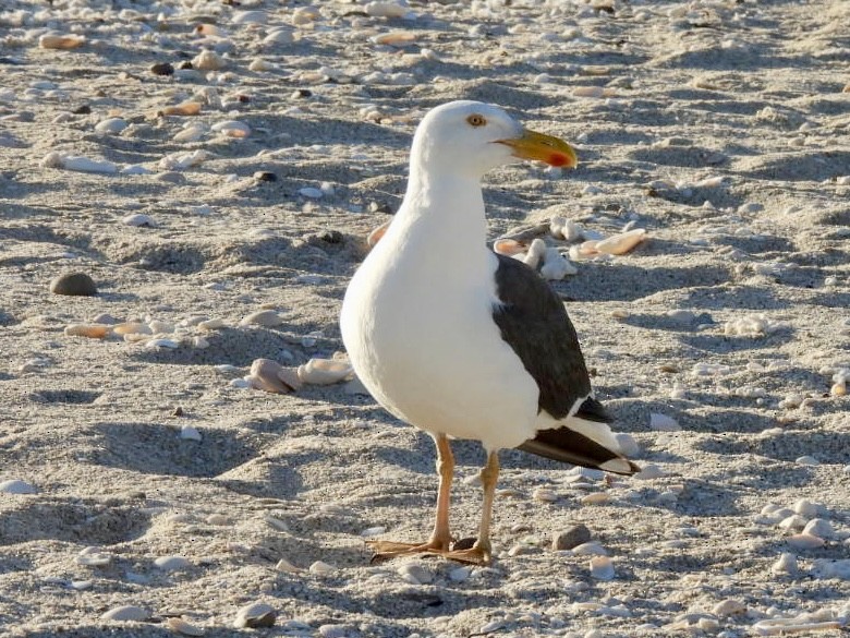 Yellow-footed Gull - Esther and Gyula Mackinlay - Gergely