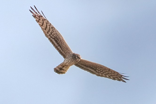 Montagu's Harrier - A W