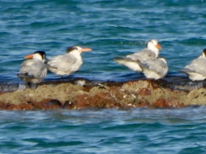 Royal Tern - ML618474091