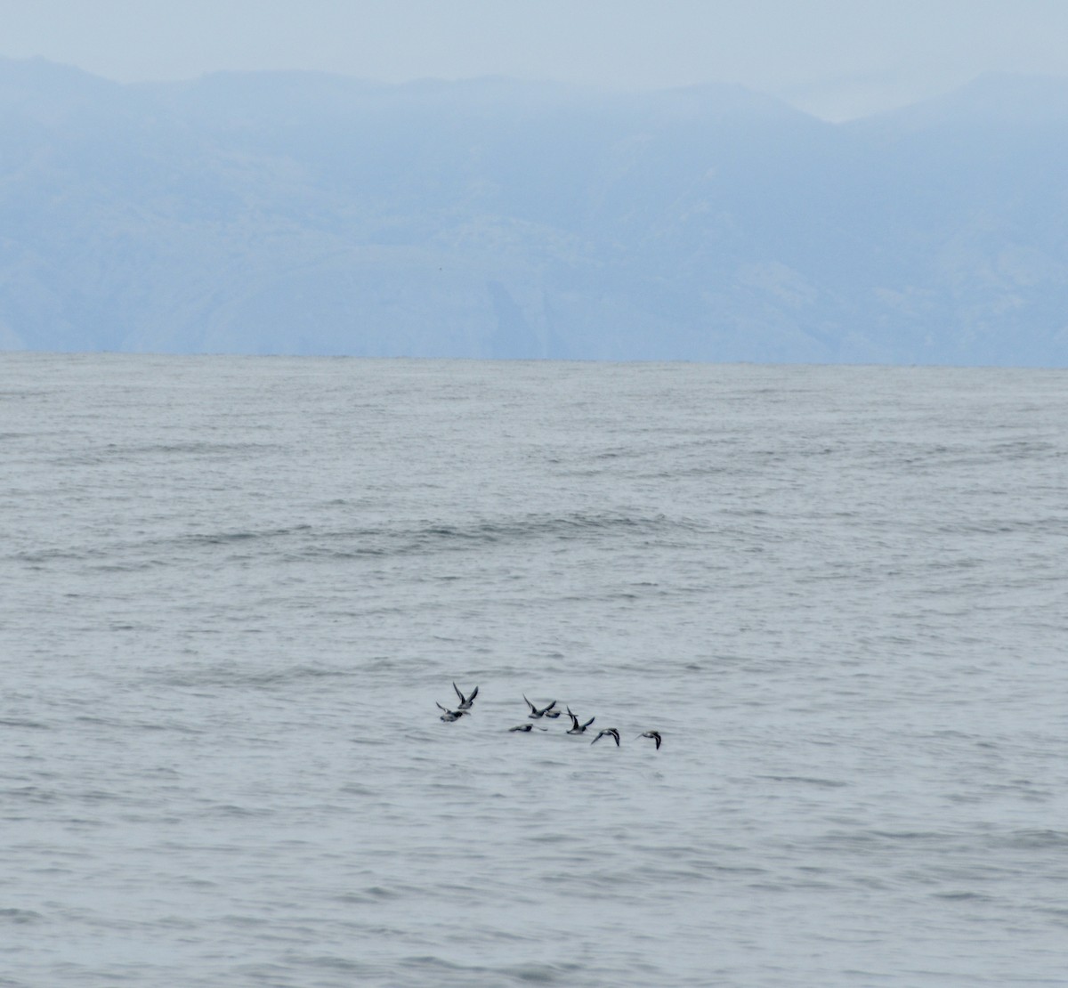 紅領瓣足鷸 - ML618474110