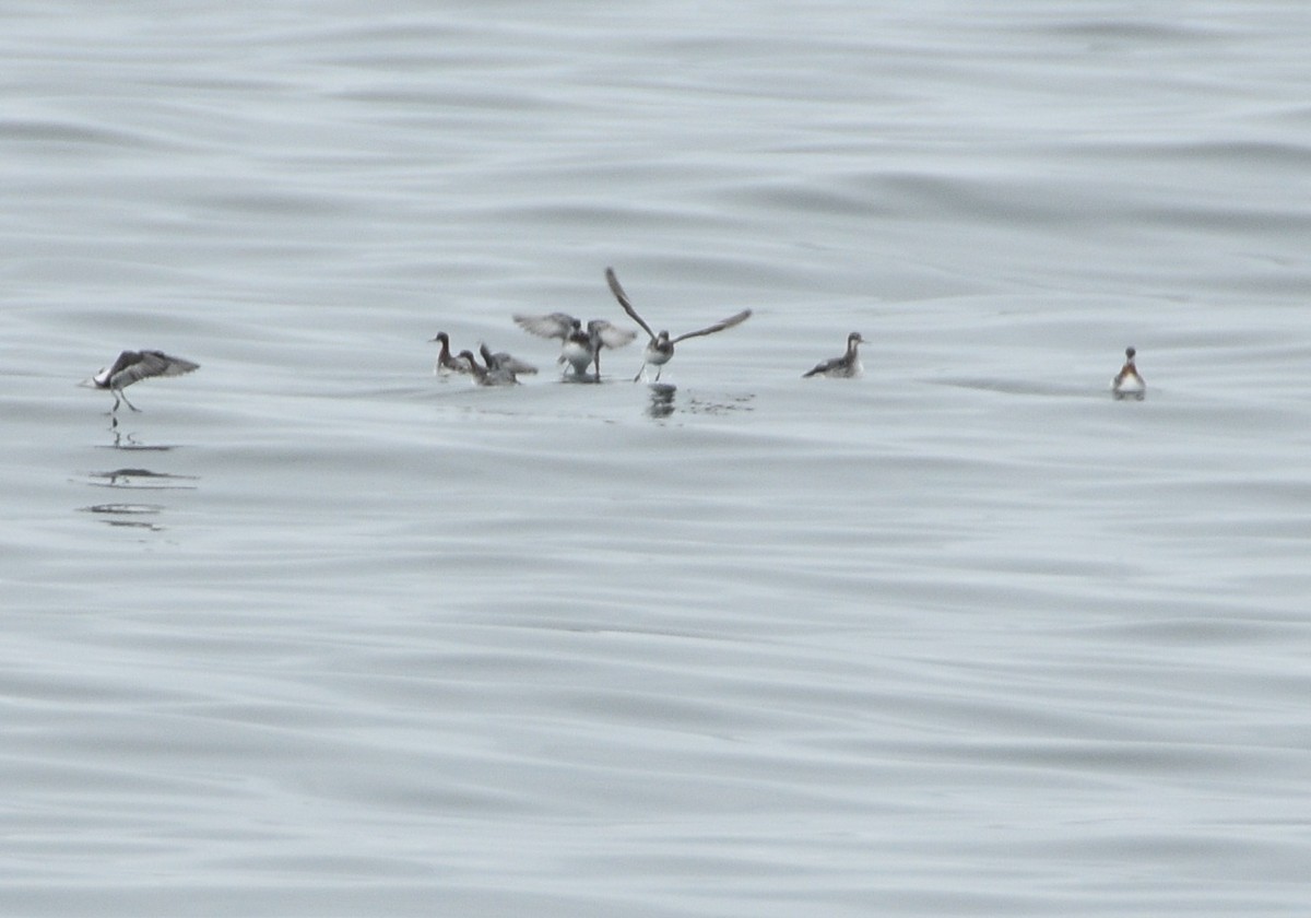 紅領瓣足鷸 - ML618474127