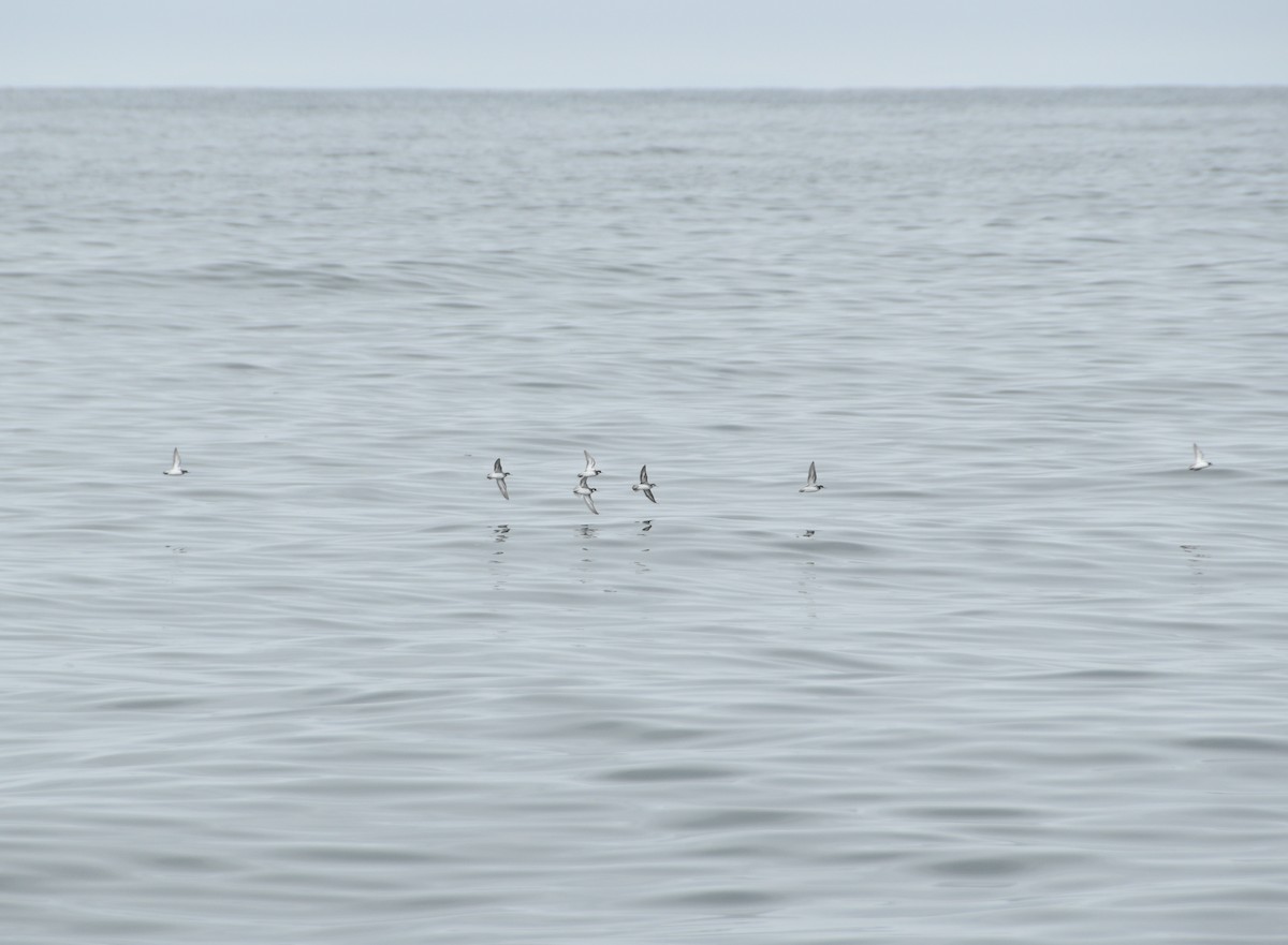 紅領瓣足鷸 - ML618474130