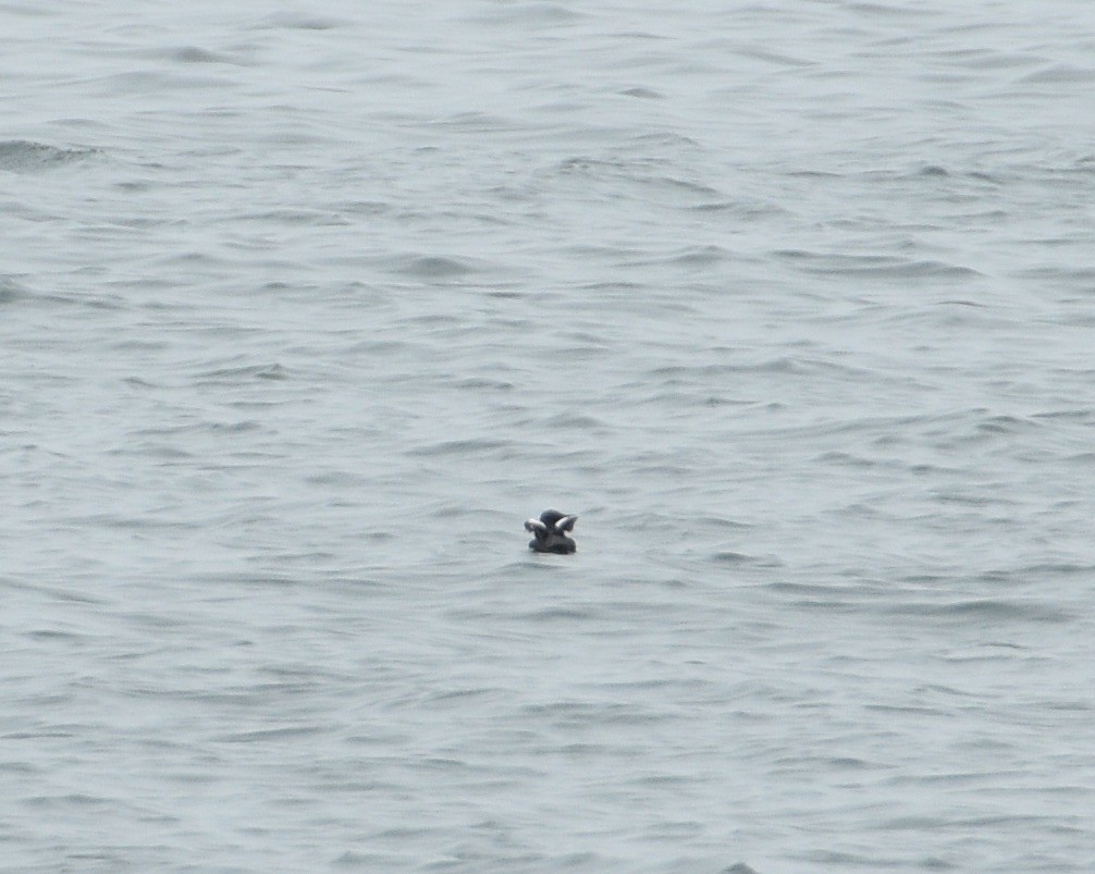 Pigeon Guillemot - ML618474137