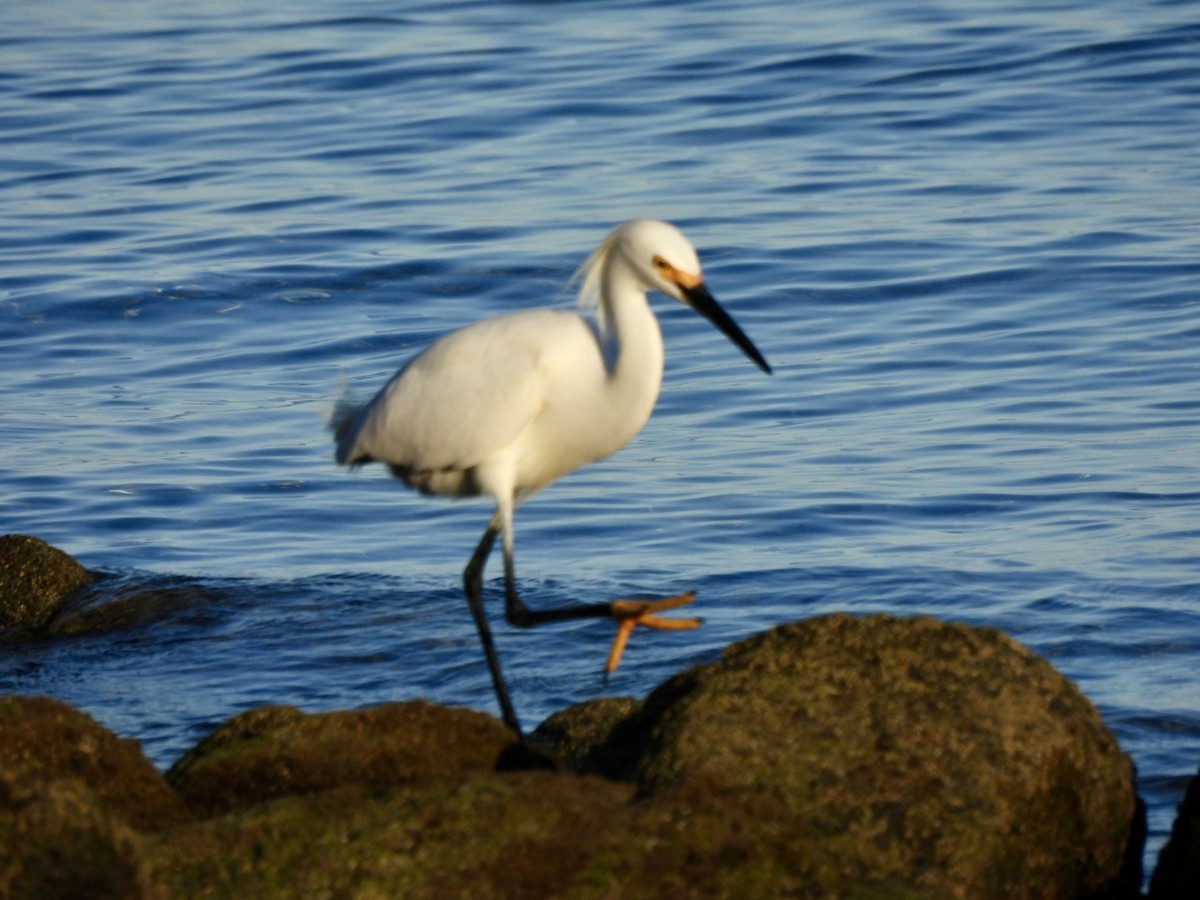 Snowy Egret - ML618474169