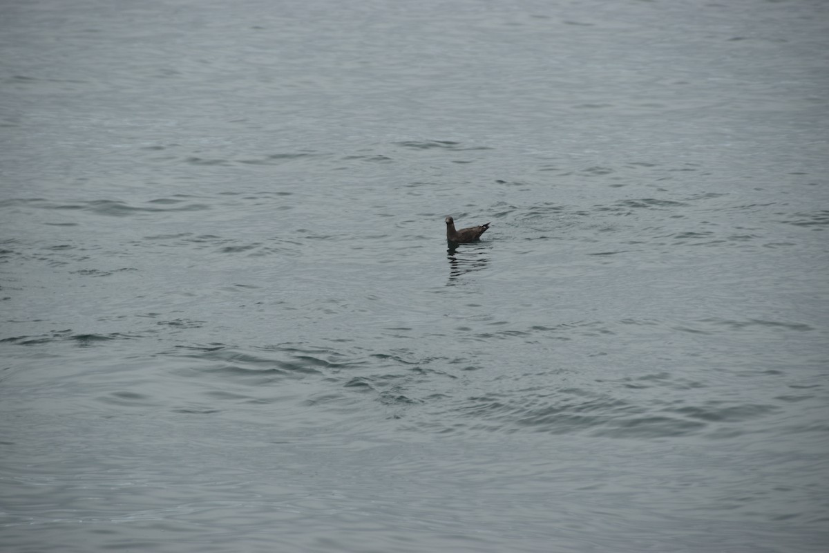 Heermann's Gull - ML618474170