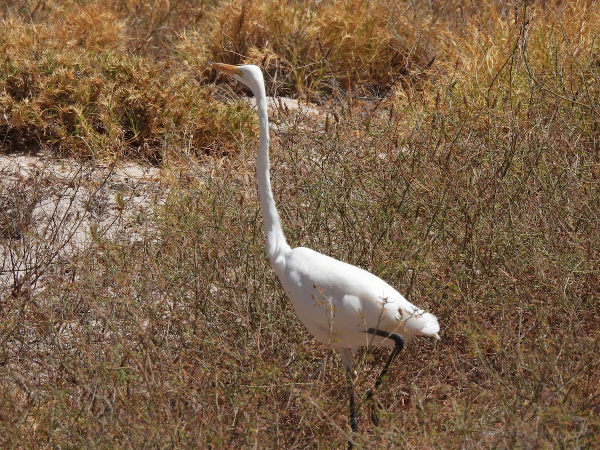 Great Egret - ML618474176