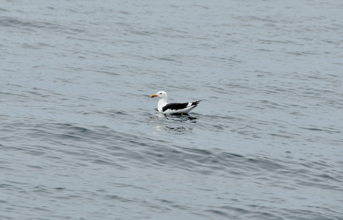 Western Gull - ML618474182