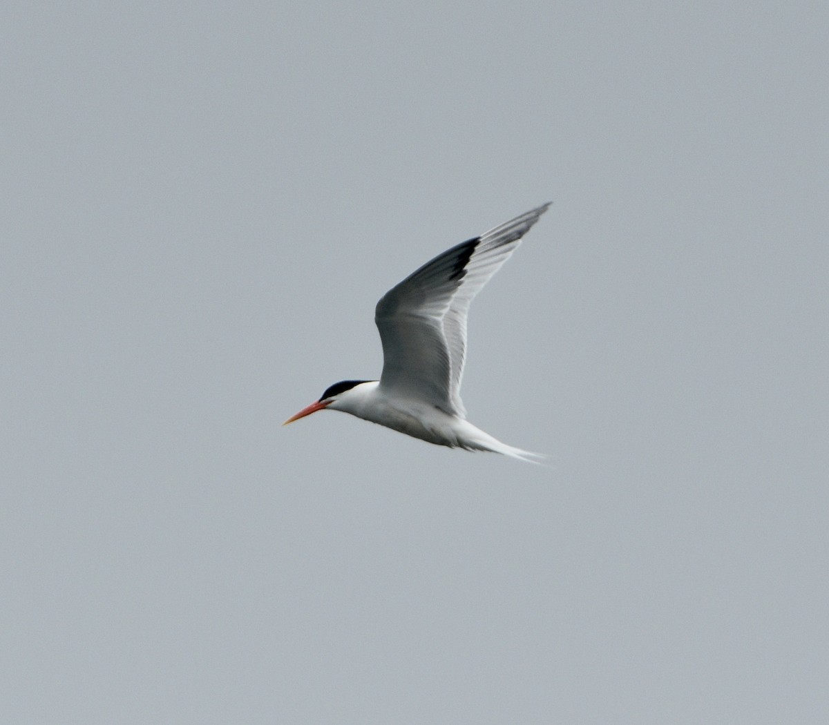 Elegant Tern - ML618474196
