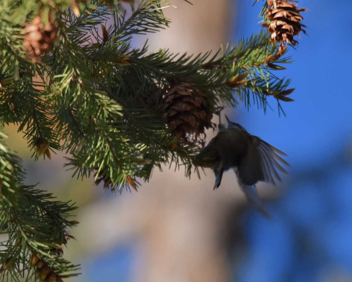 Red-breasted Nuthatch - ML618474204