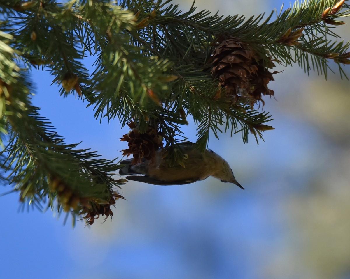 Red-breasted Nuthatch - ML618474205