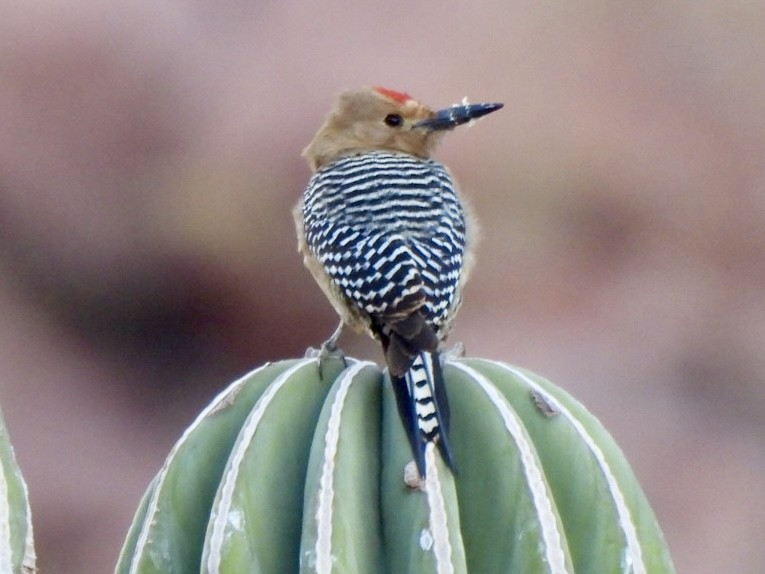 Gila Woodpecker - ML618474210