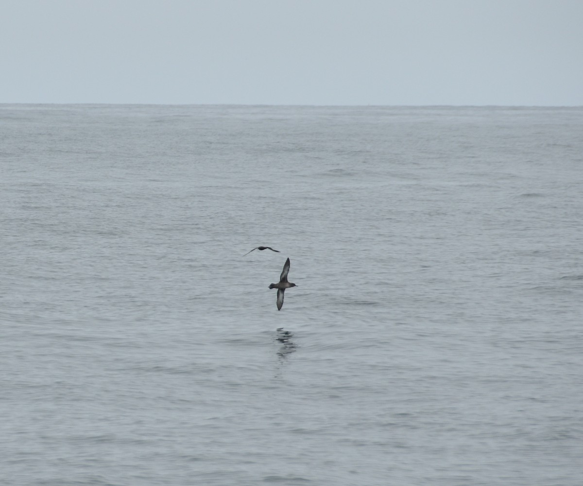 灰水薙鳥 - ML618474216