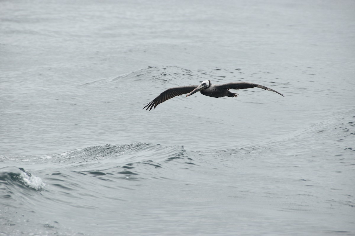 Brown Pelican - ML618474222