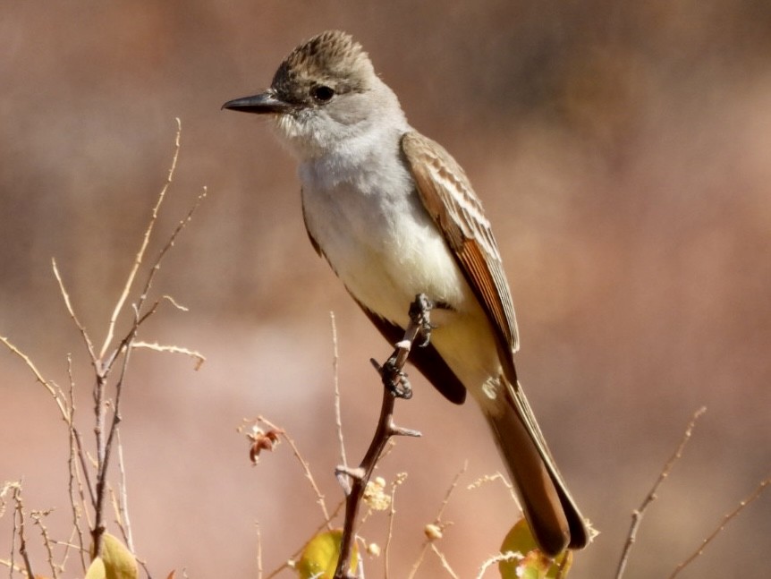 Ash-throated Flycatcher - ML618474224