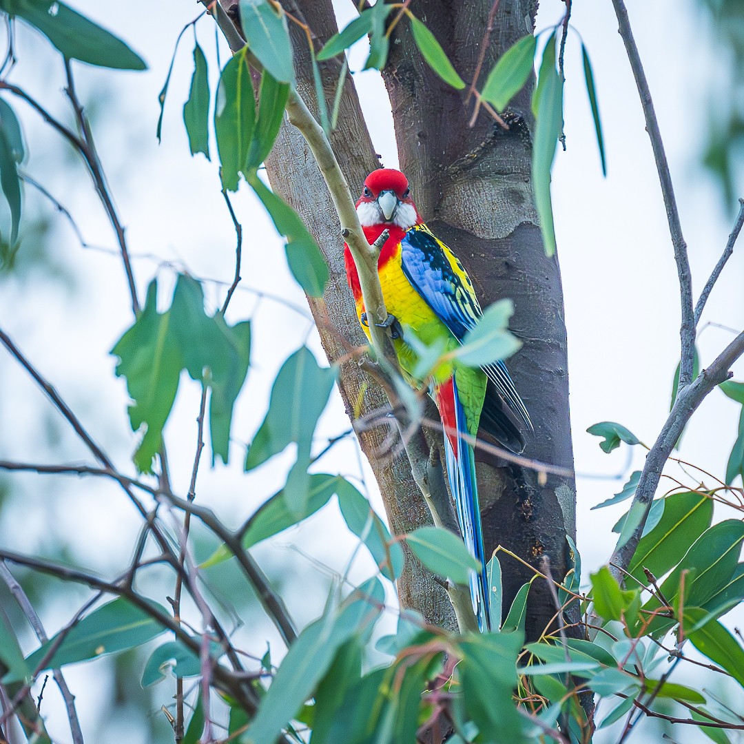 Eastern Rosella - ML618474229