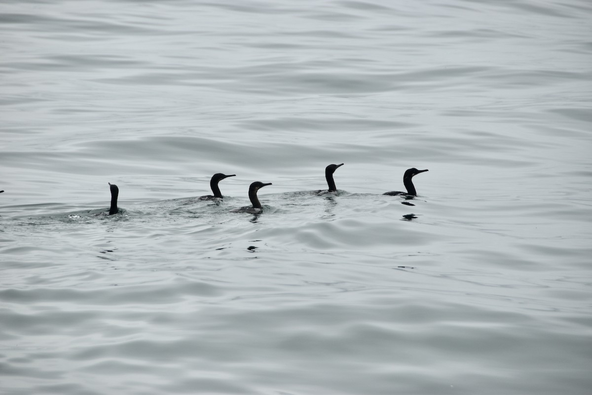 Brandt's Cormorant - ML618474230