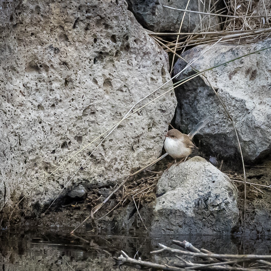 Superb Fairywren - ML618474240