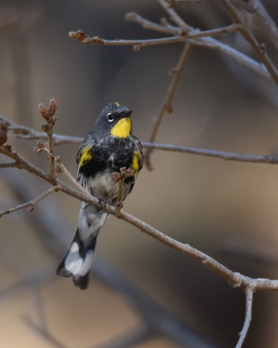 Yellow-rumped Warbler - ML618474243