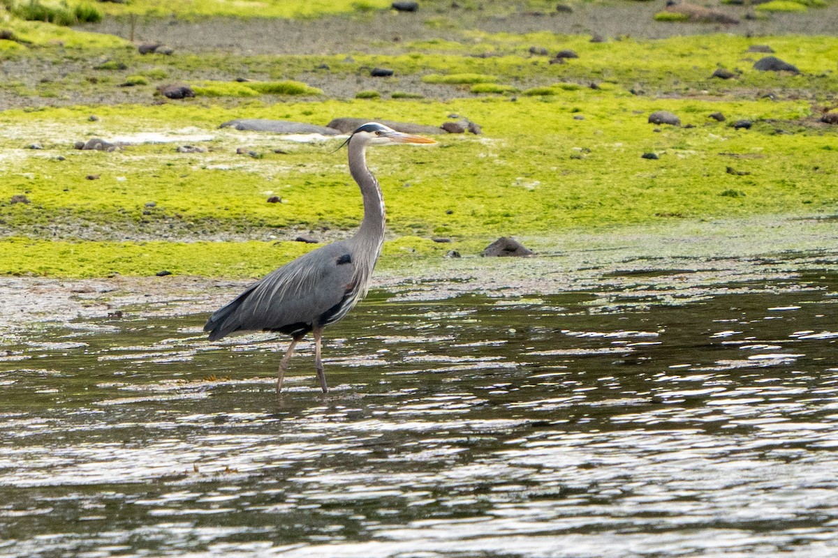 Great Blue Heron - Peter Lypkie