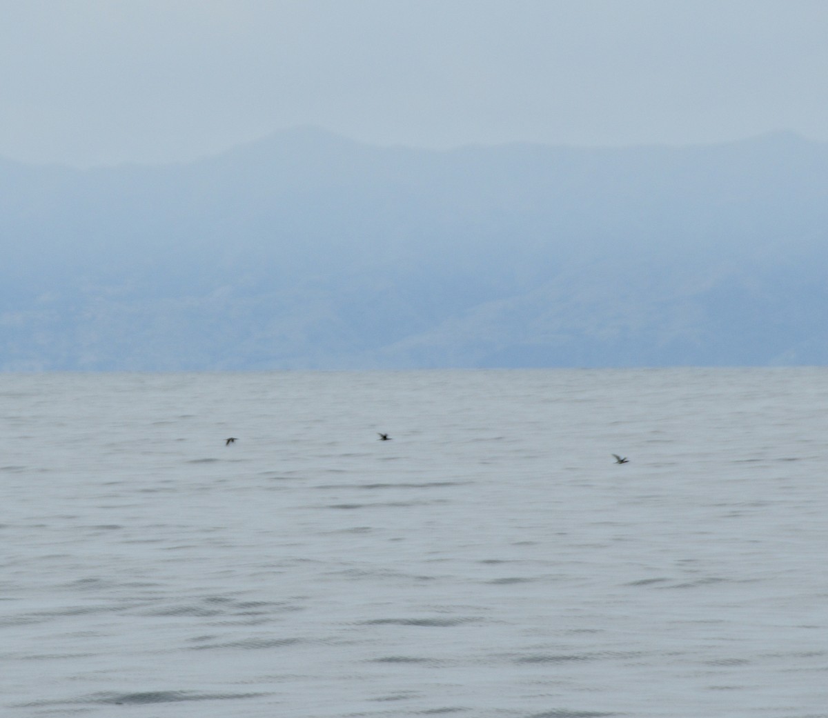 潛鳥屬 - ML618474245