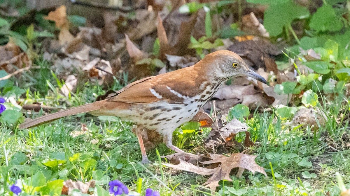 Brown Thrasher - Robert & Susan Codd