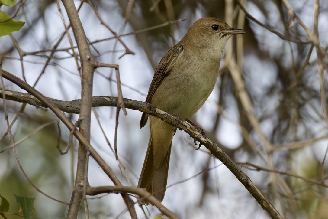 Common Nightingale (megarhynchos/africana) - ML618474265