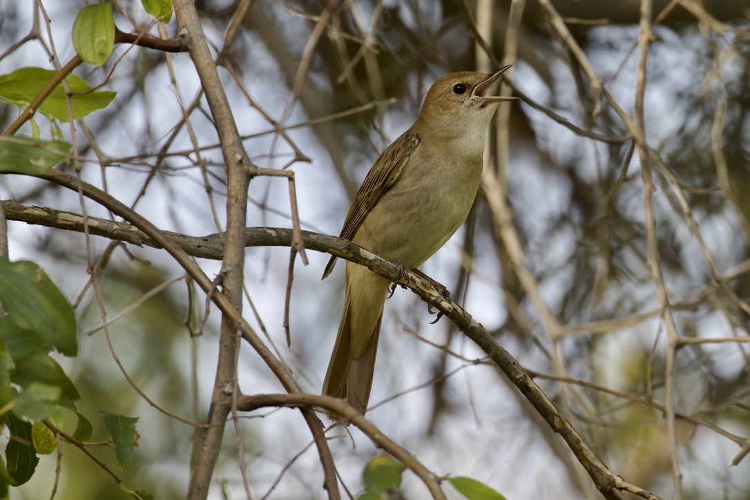 Common Nightingale (megarhynchos/africana) - ML618474266