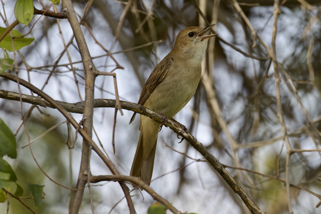 Common Nightingale (megarhynchos/africana) - ML618474267