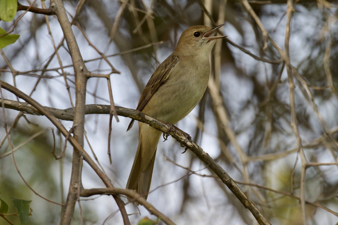 Common Nightingale (megarhynchos/africana) - ML618474268