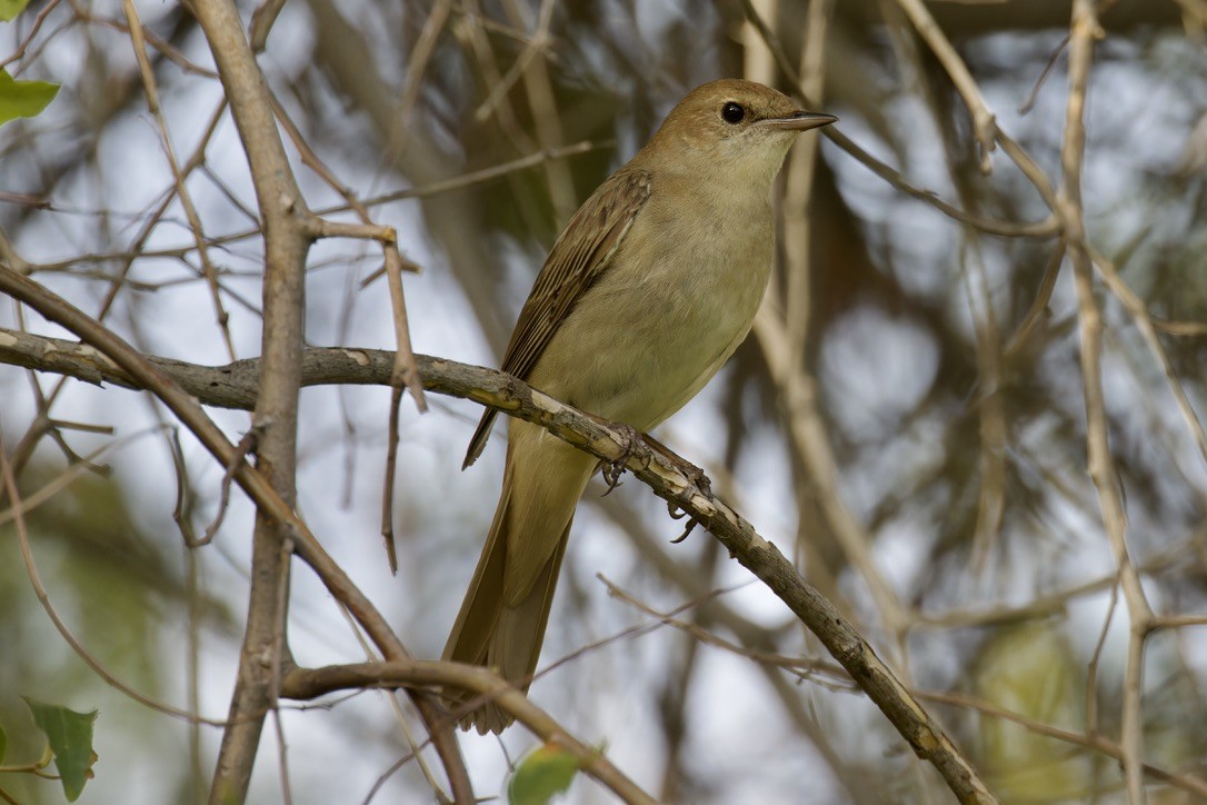 Common Nightingale (megarhynchos/africana) - ML618474269