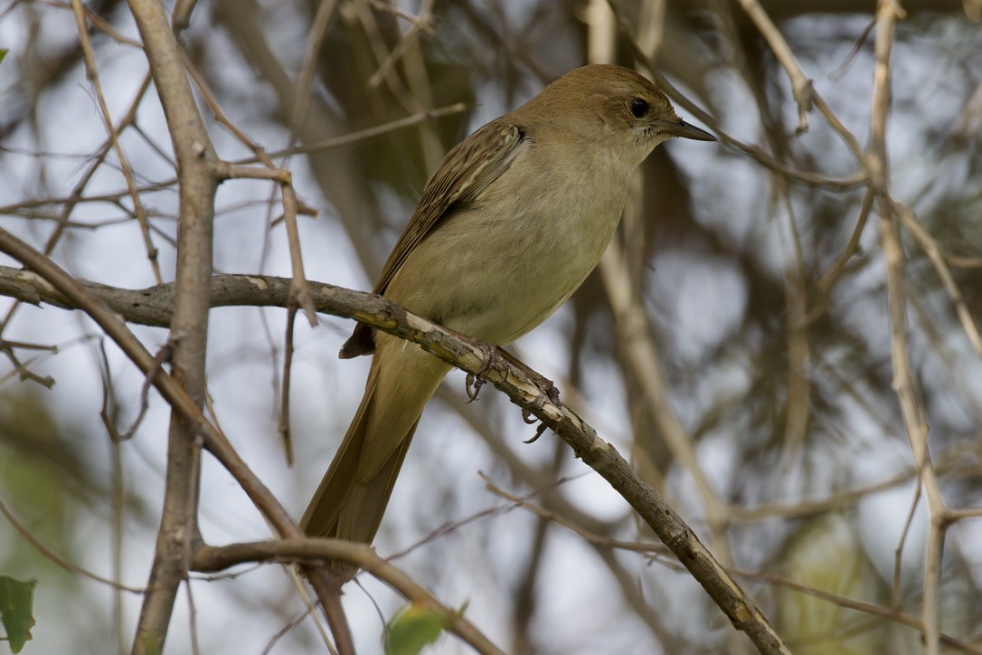 Common Nightingale (megarhynchos/africana) - ML618474270