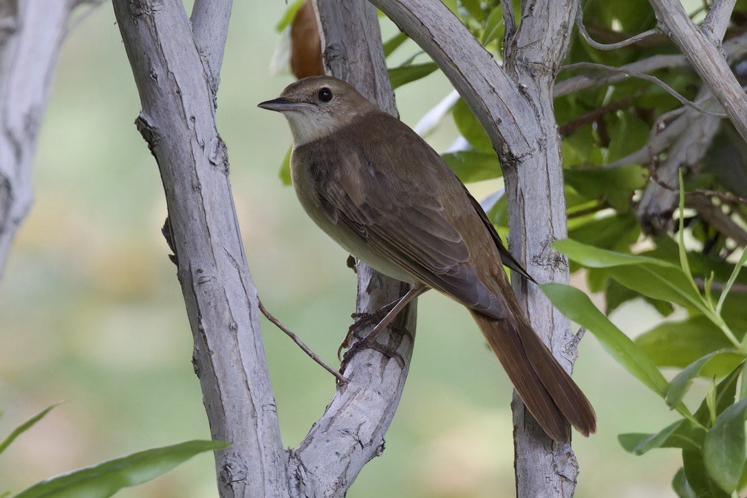 Common Nightingale (megarhynchos/africana) - ML618474271