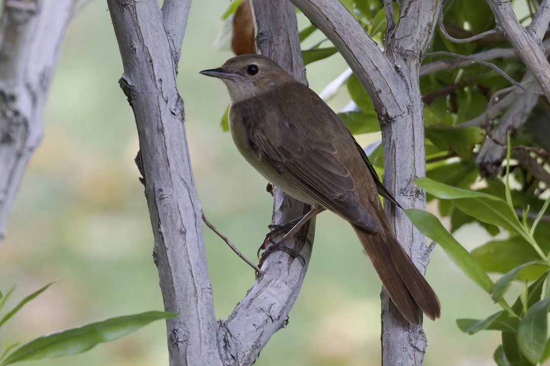Common Nightingale (megarhynchos/africana) - ML618474272