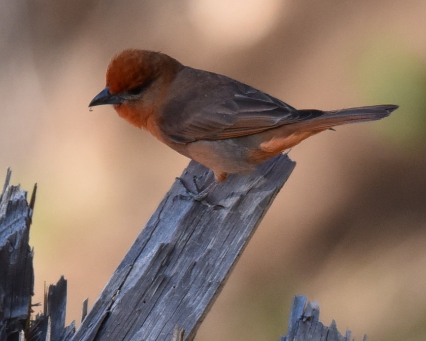 Hepatic Tanager - Lynn Kohler