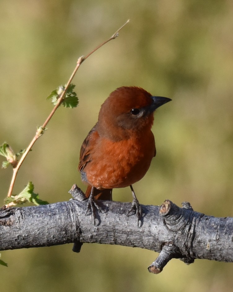 Hepatic Tanager - Lynn Kohler