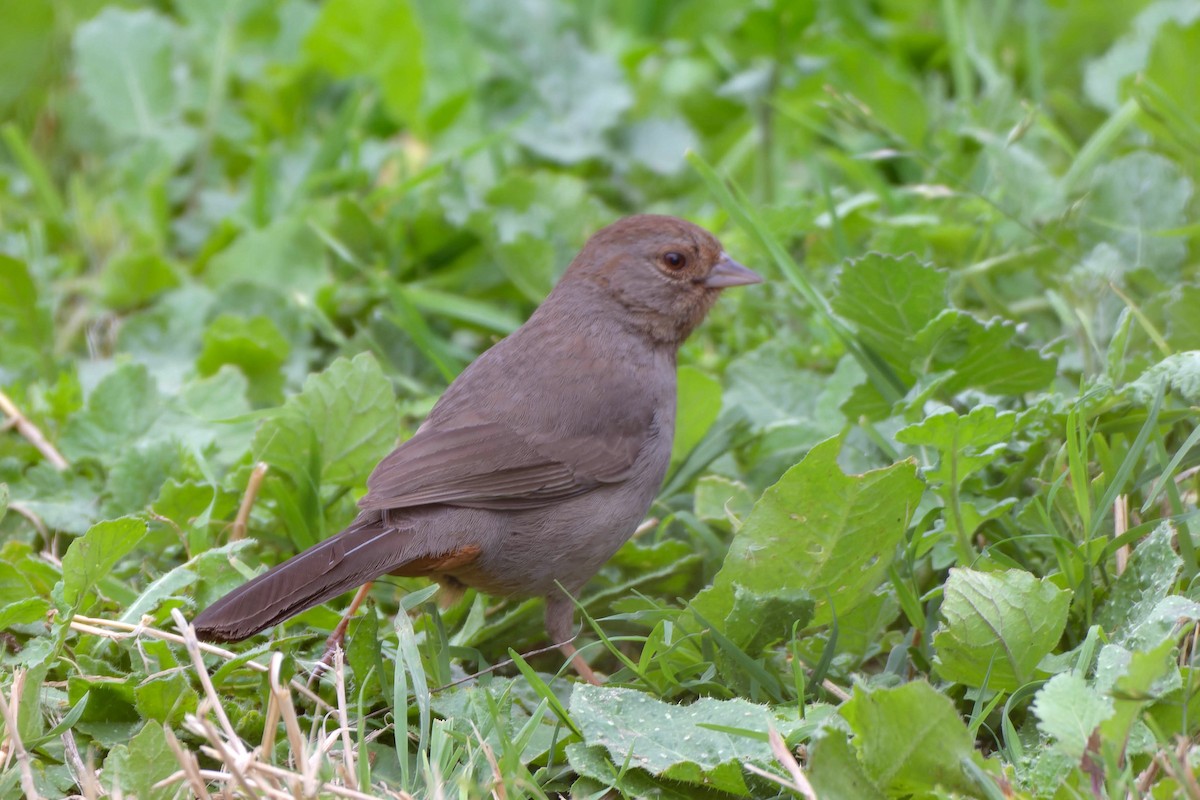 California Towhee - Gregg McClain