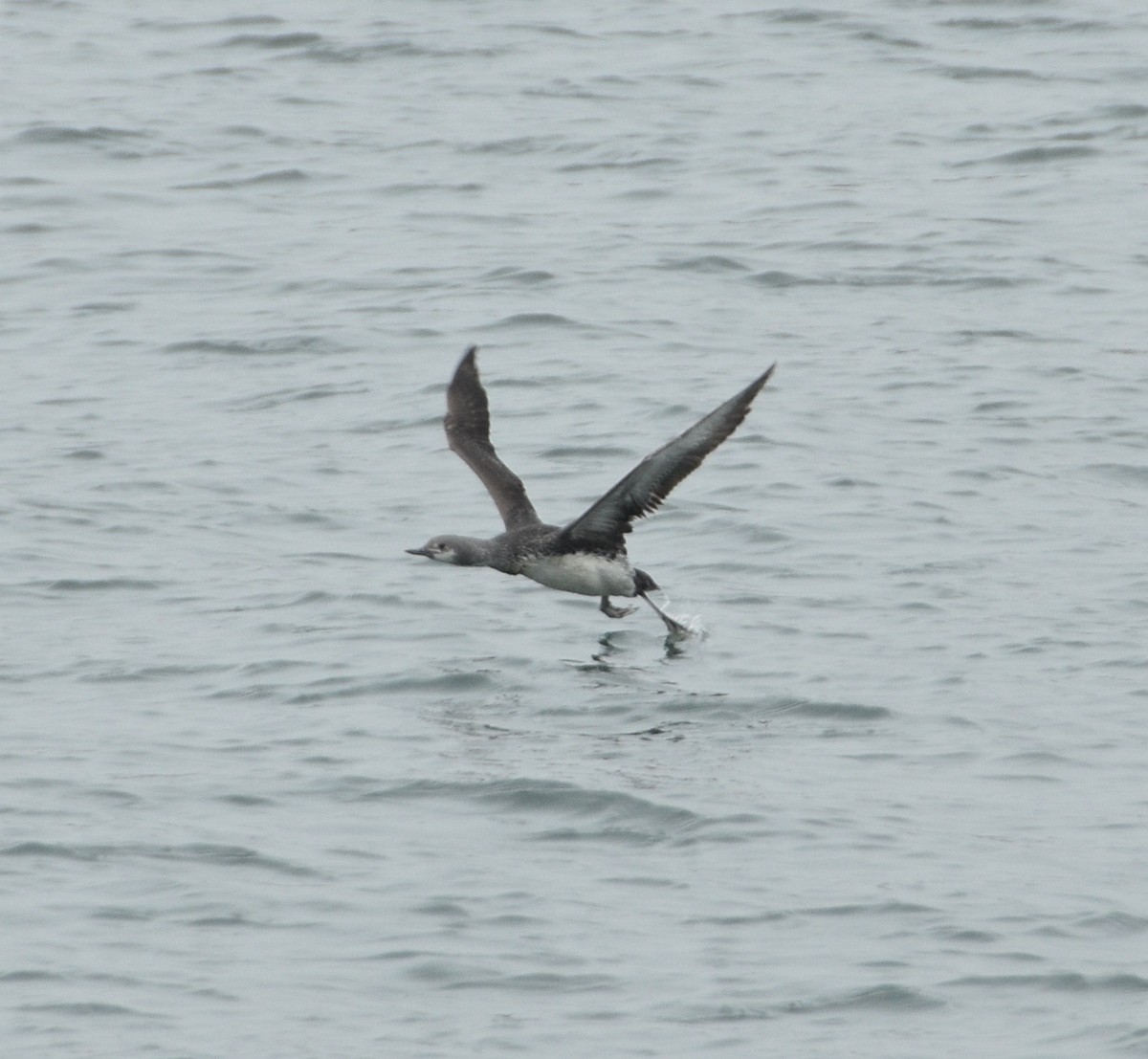 紅喉潛鳥 - ML618474317