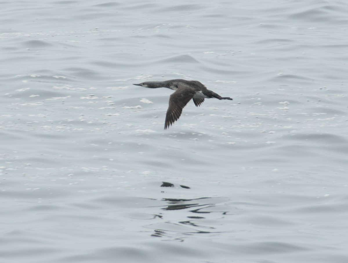 紅喉潛鳥 - ML618474321