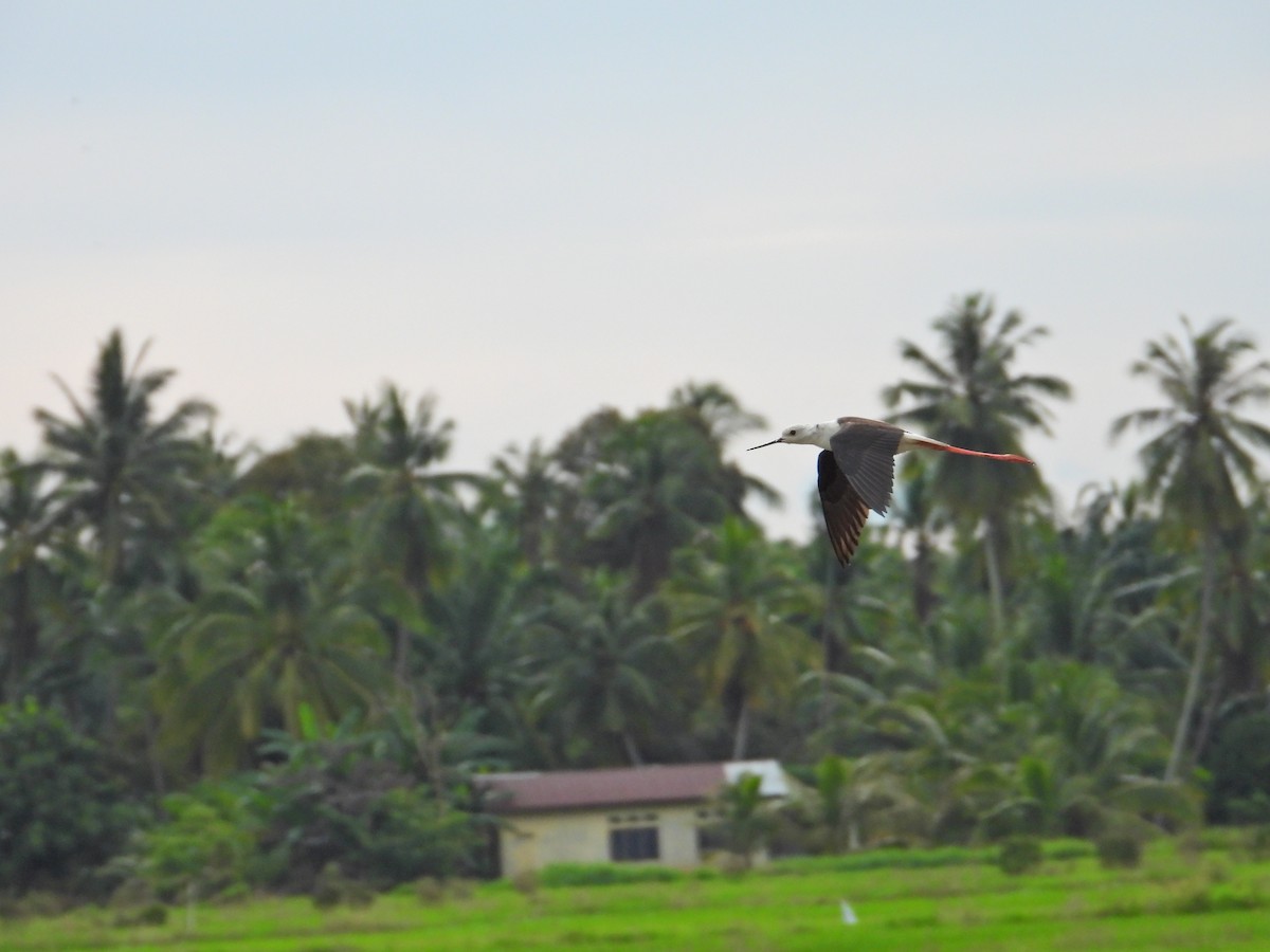 Black-winged Stilt - Nick 6978